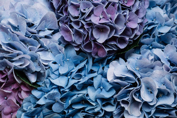 Beautiful blossoming tender blue and purple hydrangea flowers texture, close up view