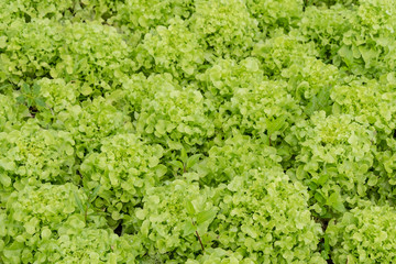 Close up of fresh green Lettuce leaves for background and texture.