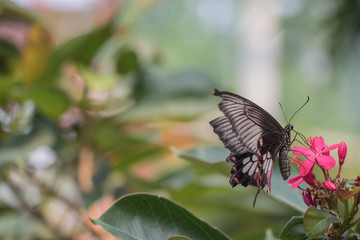 Black butterfly posed on a red flower feeding and blurred background.