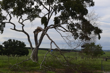 Árvore com galho quebrado, paisagem rural