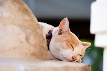 Cute Brown and white cat sleep. Cat is small mammal which it same as tiger family.- Image.