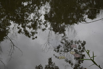 Reflexo de floresta em água