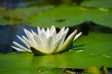 Beautiful white of water lily or lotus with with reflections on surface of water in pond. Side view and peace concept.