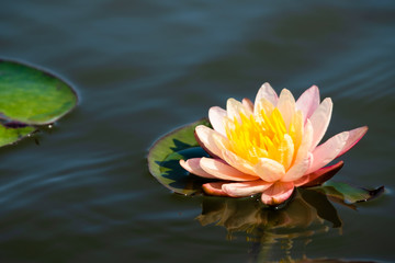 Light pink of water lily or lotus with yellow pollen on surface of water in pond. Side view and peace concept.