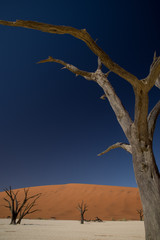 ナミブ砂漠　デッドフライ