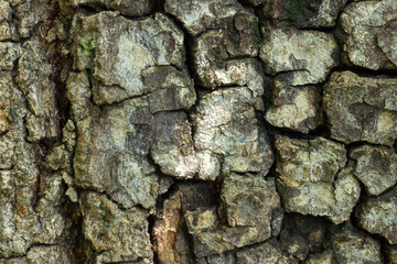 close up of rough bark 