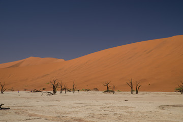 Fototapeta na wymiar ナミブ砂漠　デッドフライ