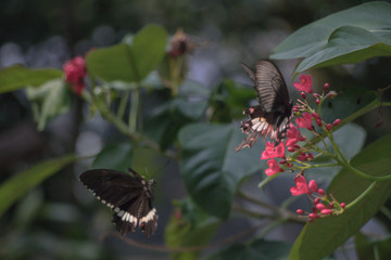 Black butterfly posed on a red flower feeding and blurred background.