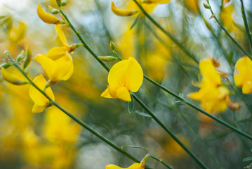 Texture of yellow field flowers, captured in the woods, taken with large aperture