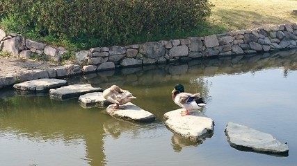 小池と鴨