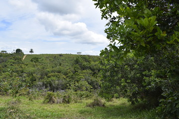 Vegeta&ccedil;&atilde;o tropical	, colina verde