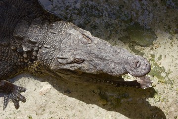 Cancun Crocodile
