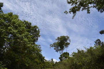 Céu azul com nuvem e floresta tropical
