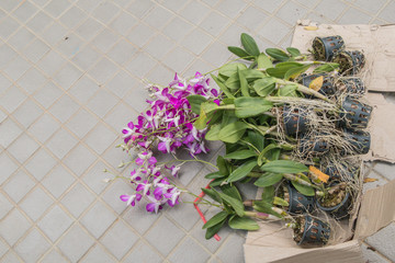 Preparing to purple orchid flowers in the garden.Dendrobium orchid hybrids in the floor.