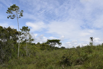 Fototapeta na wymiar Horizonte de floresta tropical e céu azul 