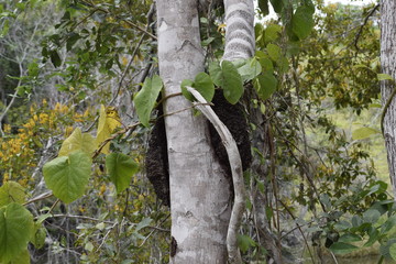 Fototapeta premium Tronco de árvore em floresta tropical