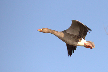 goose in flight, geese