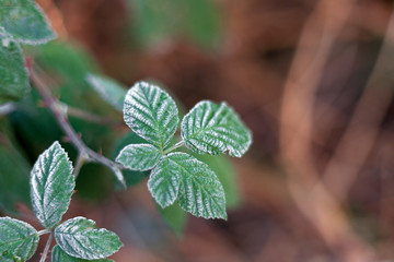 Green leaves on the floor with hoarfrost.