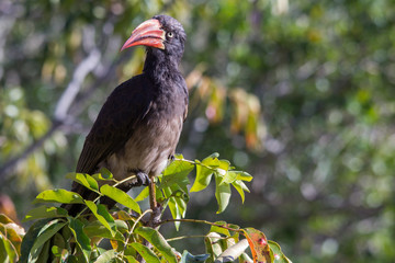 Fototapeta premium crowned hornbill on a branch 