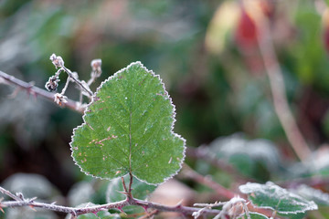 Green leaves on the floor with hoarfrost.