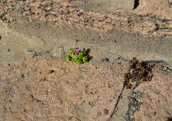 Purple mini flower growing on footpath
