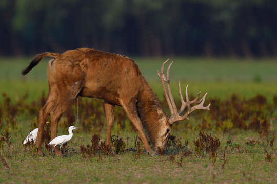 P&egrave;re Davids deer or Milu with cattle egret