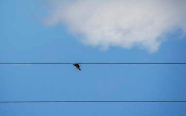 Pajaro en el cable