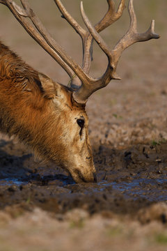 P&egrave;re Davids deer or Milu head