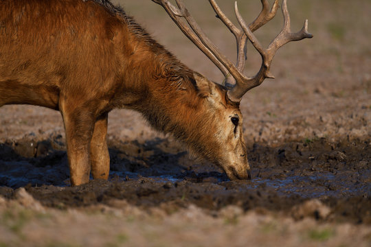P&egrave;re Davids deer or Milu head