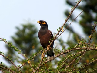 bird on a branch