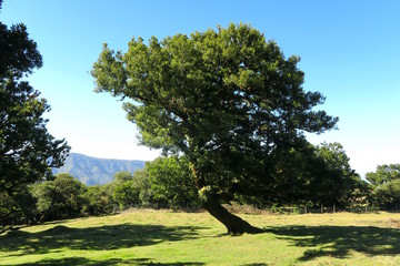 very old laurel tree, madeira, Portugal