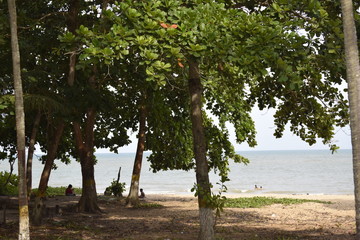 Horizonte de mar, vegetação tropical 