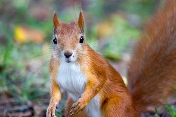 forest squirrel on a sunny day
