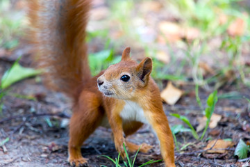 forest squirrel on a sunny day