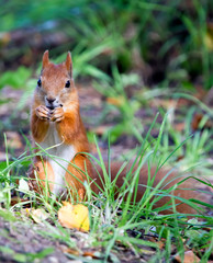 forest squirrel on a sunny day