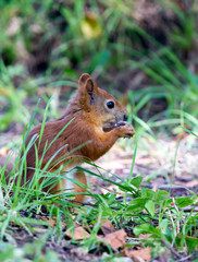 forest squirrel on a sunny day