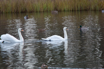 two white swan in the lake.. © Konstantin Kulikov