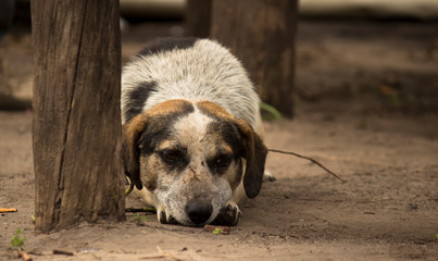 Perro acostado