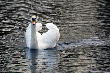  white swan in the lake © Konstantin Kulikov