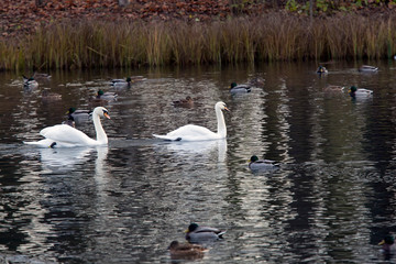 two white swan in the lake..