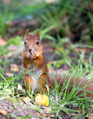 forest squirrel on a sunny day