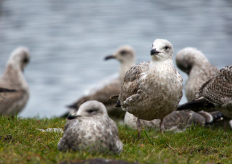 European herring gull (Larus argentatus) on the lake..