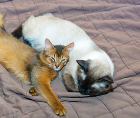 adult cat and kitten sleeping on the bed
