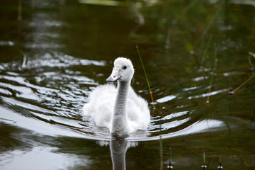 Baby bird of a swan in the lake © Konstantin Kulikov