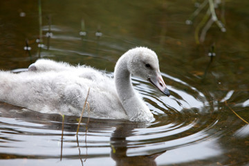 Baby bird of a swan in the lake © Konstantin Kulikov