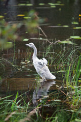 Baby bird of a swan in the lake © Konstantin Kulikov