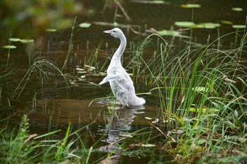 Baby bird of a swan in the lake © Konstantin Kulikov