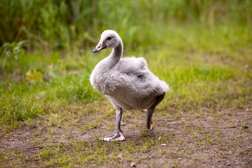 baby bird of a swan © Konstantin Kulikov