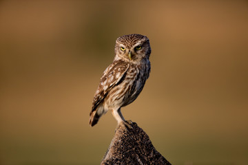 Little Owl