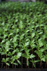 Growing vegetable and flower seedling in seedling tray, agriculture concept